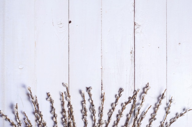 Photo branches of the pussy willow on white background