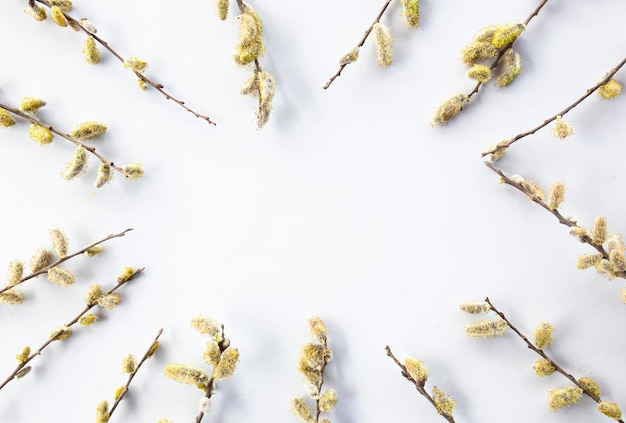 Branches of pussy willows on white background Flat lay top view