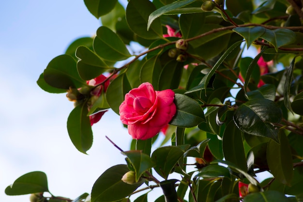 Branches of red camellia in bloom with the sky in the background