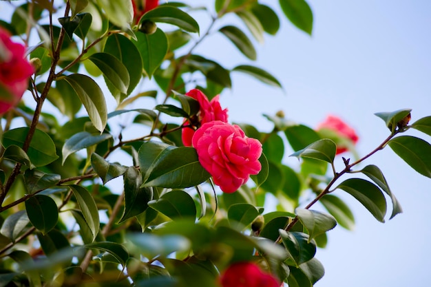 Branches of red camellia in bloom with the sky in the background