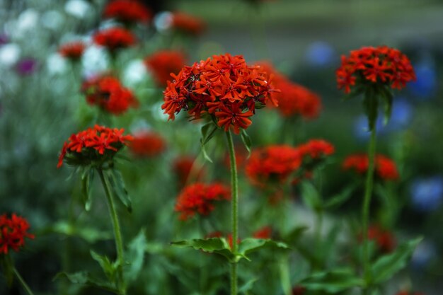 Photo branches of red flowers with long green stems in an urban garden