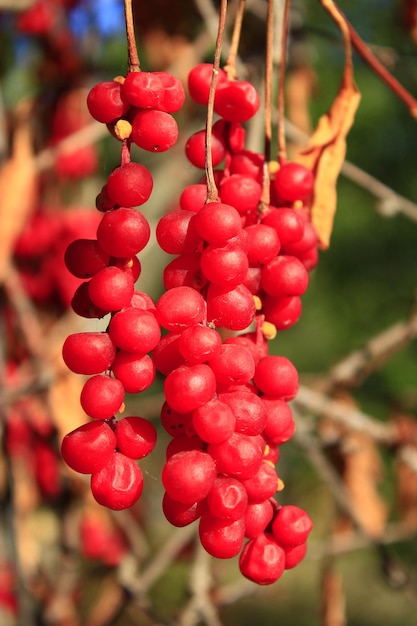 branches of red and ripe schisandra in the garden