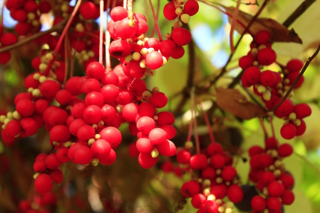 branches of red and ripe schisandra in the garden