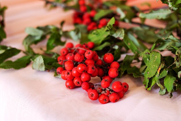 Branches of red rowan on white tablecloth on table