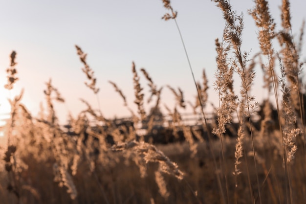 Branches of reeds on the lake in the autumn evening with sunset sunbeams beige pampas grass