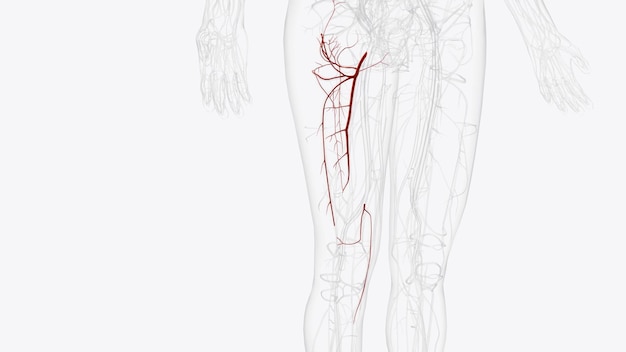 Photo branches of right femoral artey