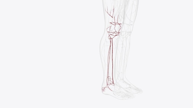 Photo branches of right popliteal artery