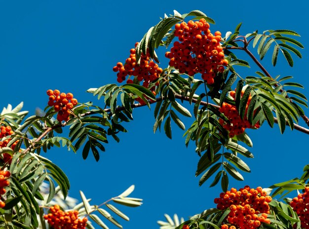 A branches of rowan with red berries banner autumn and natural\
background autumn banner with rowan berries and leaves copy\
space