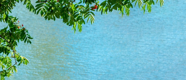ナナカマドの枝と赤い果実のバナー背景青い水秋と自然の背景ナナカマドの果実と葉の秋のバナー コピー スペース