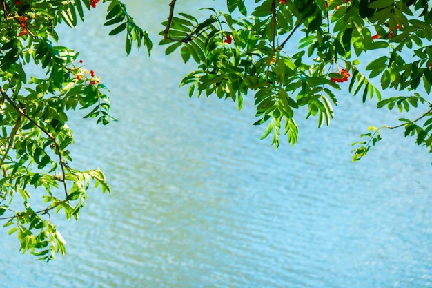 A branches of rowan with red berries banner background blue water Autumn and natural background Autumn banner with rowan berries and leaves Copy space