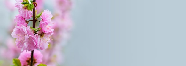 Branches of sakura with large lush flowers on a gentle light blue background copy space