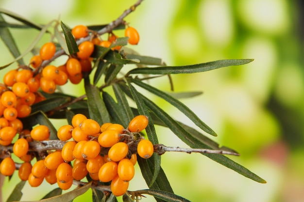 Branches of sea buckthorn on bright background