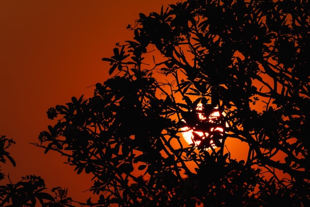 日没時の枝のシルエット