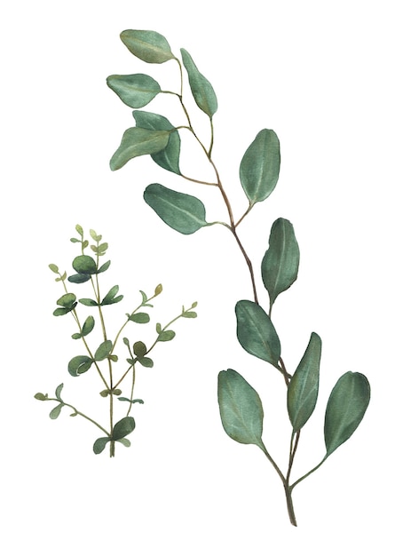 Branches of small tropical plants with leaves painted in watercolor