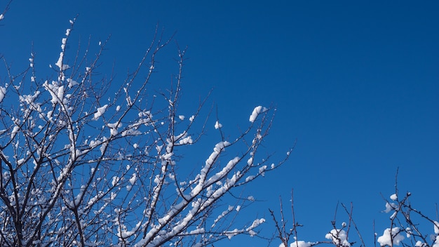 Branches in the snow against the blue sky.