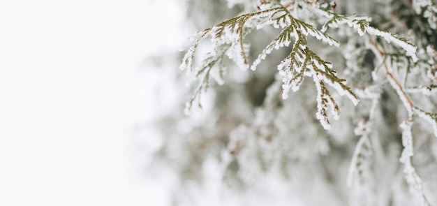 Photo branches in the snow close-up, frosty day