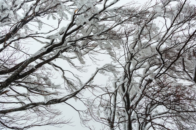 Branches of a snow-covered, icy tree in cloudy weather.