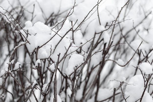 Rami nella neve, sfondo del tempo invernale