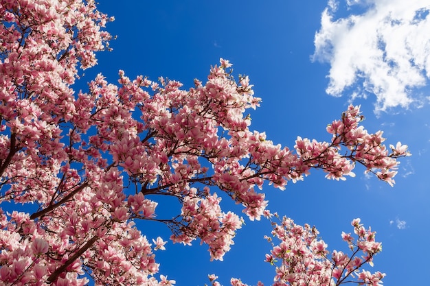 Branches of spring magnolia in bloom on a background of blue sky