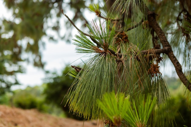 Branches of spruce close-up. fir needles on a tree. Botanic garden in Batumi, Georgia