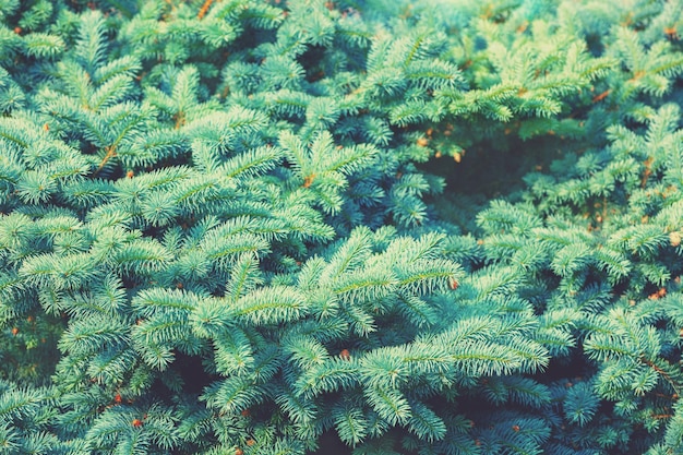 Branches of spruce. Green nature background