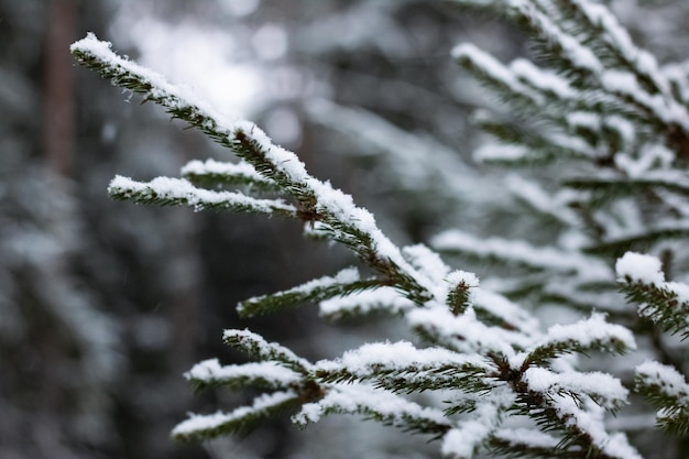 Branches of spruce under the snow closeup