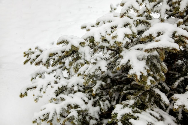 冬の公園の雪の下のトウヒの枝