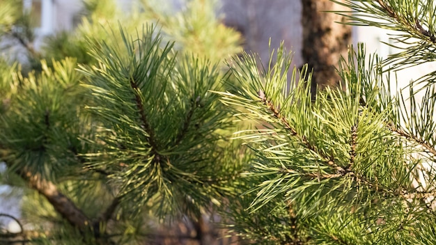 Branches of spruce under in the sunlight