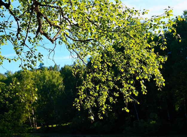 Branches of sunny summer tree landscape background