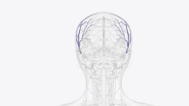 Photo branches of superficial temporal vein