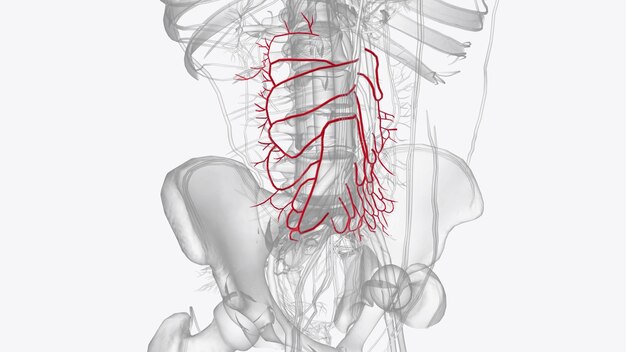 Foto rami dell'arteria mesenterica superiore