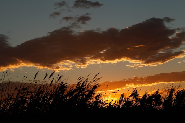 branches swaying in the wind in the foreground with sunset in the background