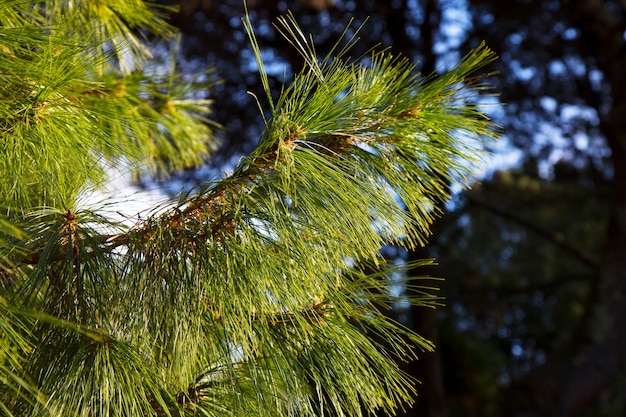 Branches of a thin-leaved pine close-up. Pinus leiophylla schiede. The ever-green tree. Green natural background.