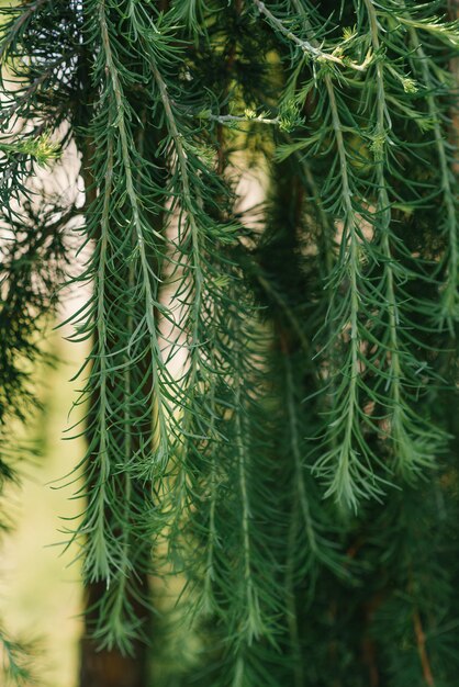 Branches of thin-scaled larch close-up. Natural background