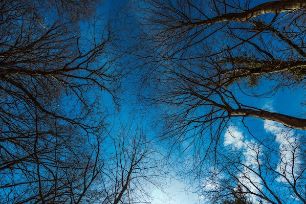 青い空を背景に葉のない木の枝や頂上。春先。高品質の写真