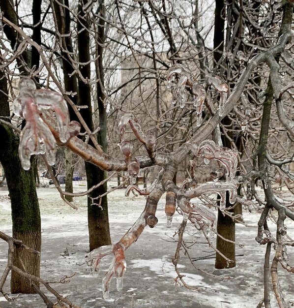 The branches of the tree are bound by a layer of thick ice