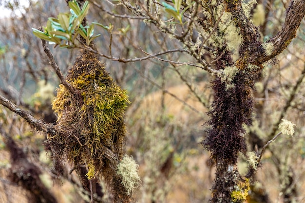 The branches of the tree are overgrown with moss