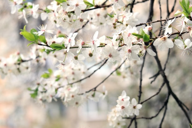 Branches of a tree blooming with white flowers closeup Spring white flowers on tree branches