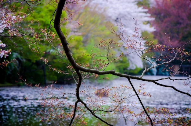 ぼやけた湖と日本の春の森の背景に木の枝。