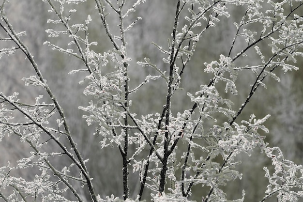 Branches of tree covered with frost