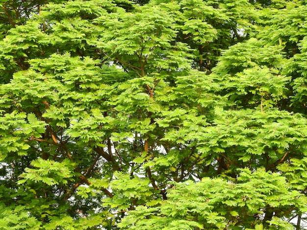 公園の木の葉の枝