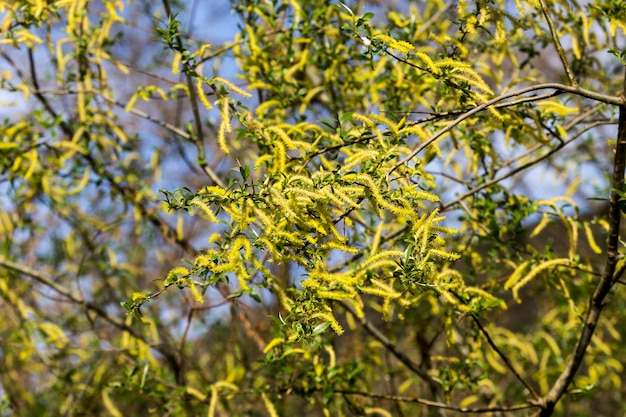 Ветви дерева Salix fragilis с желтыми сережками растут на фоне голубого неба в солнечный весенний день