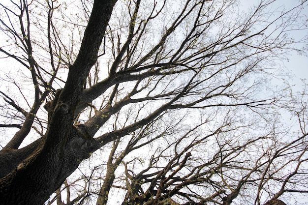 branches of the tree towards the sky