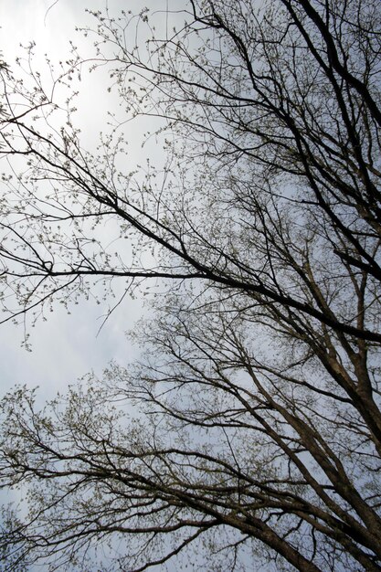 空に向かって木の枝