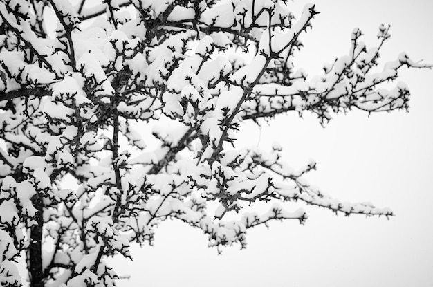 the branches of the tree were covered with snow