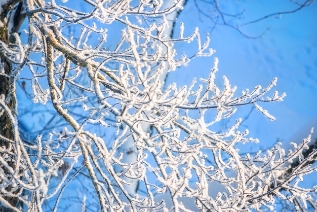 Branches of a tree in white snow frost in the moscow region on a winter sunny evening