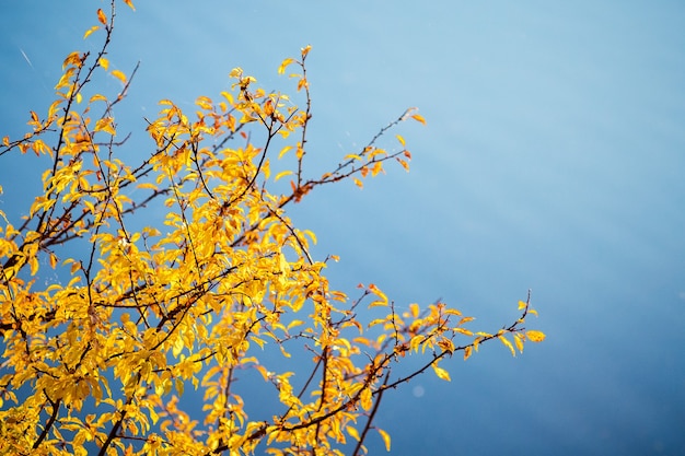 Branches of a tree with autumn leaves