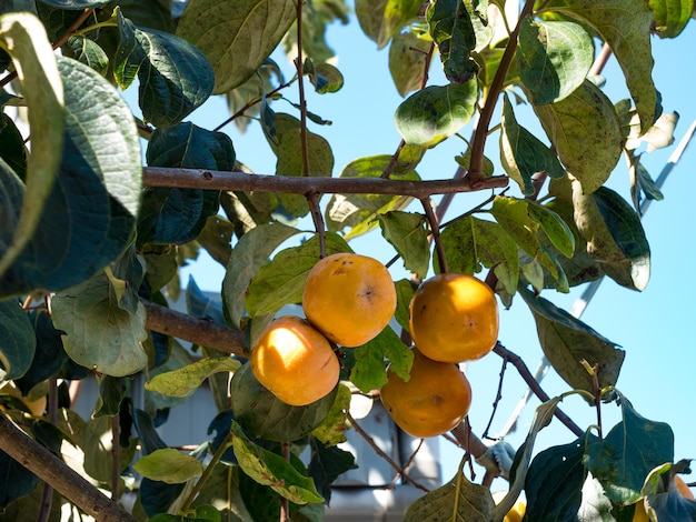 Branches of a tree with ripe persimmon fruits on a sunny day