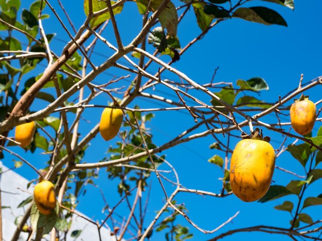 Branches of a tree with ripe persimmon fruits on a sunny day