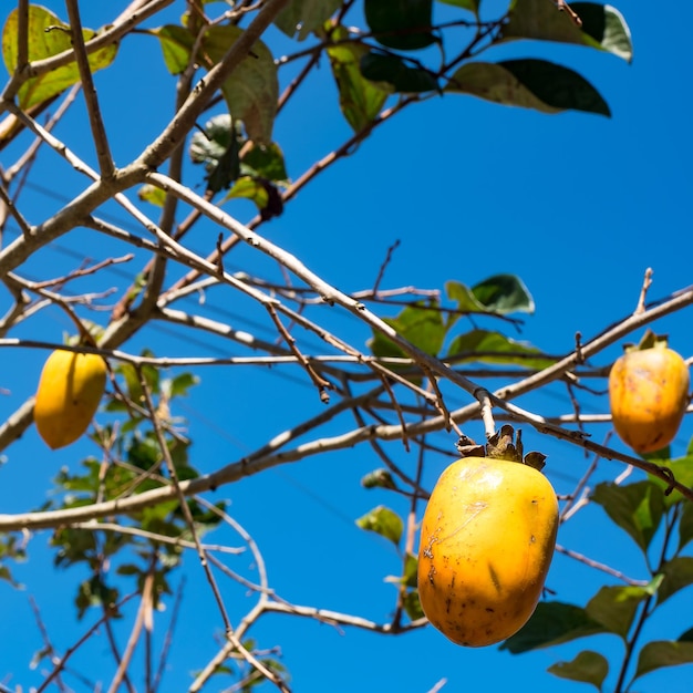 Branches of a tree with ripe persimmon fruits on a sunny day